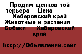 Продам щенков той-терьера. › Цена ­ 8 000 - Хабаровский край Животные и растения » Собаки   . Хабаровский край